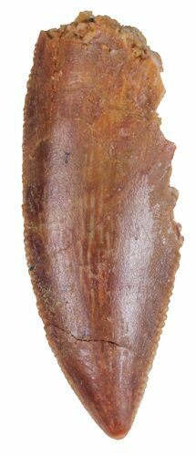 Serrated, Raptor Tooth - Morocco #57941